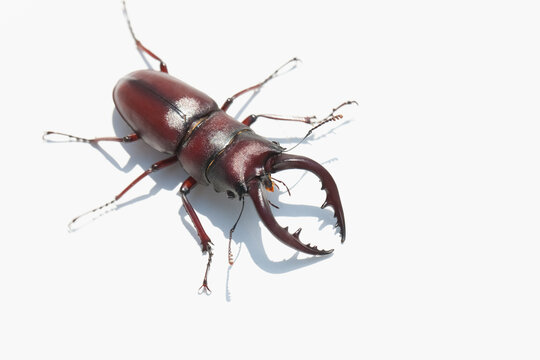 家の庭に迷い込んだ生きた ノコギリクワガタのオス