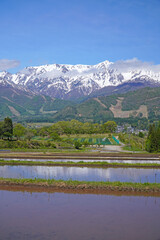 Fototapeta premium 北アルプスと田園風景