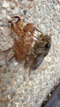 Side view of a cicada emerging from its exoskeleton with white tracheal fibers between the shell and body.