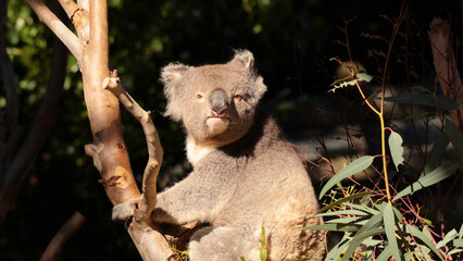 Obraz premium A Koala Resting on a Eucalyptus Tree Branch in Melbourne Australia