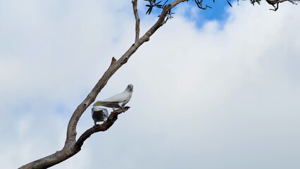 Two White Cockatoos Perched on a Tree Branch Against a Cloudy Sky © blueringmedia