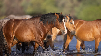 Obraz premium Herd of wild horses splashing in the Salt River near Mesa Arizona United States