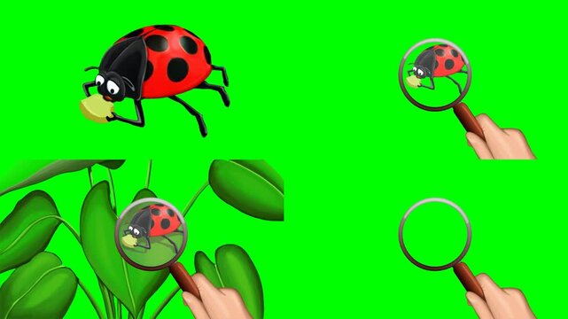Ladybug, leaves, and hand holding a magnifying glass search block animations 2d animated cartoon on green screen chroma key background. high quality loop cycle vector illustration animation