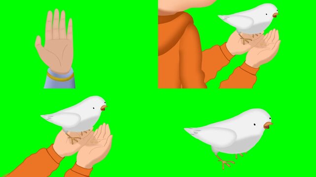 Hands carefully holding and releasing beautiful white dove birds. animations 2d animated cartoon on green screen chroma key background. high quality loop cycle vector illustration animation