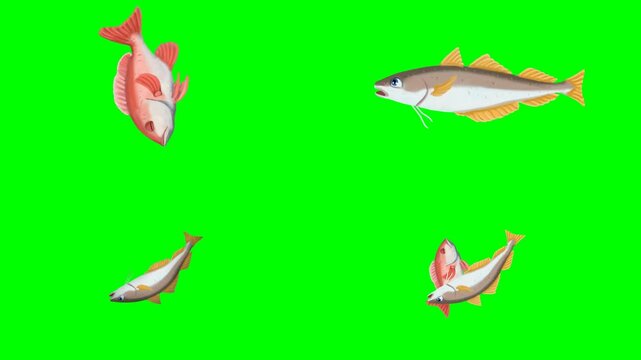 Human hands catching and holding various fishes jumping out of the water 2d animated cartoon on green screen chroma key background. high quality loop cycle vector illustration animation
