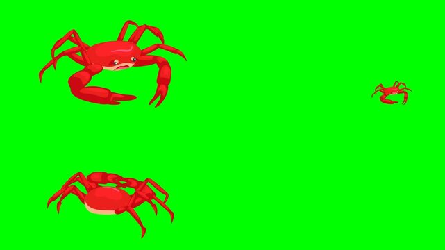 Red ocean crabs walking side to side with large claws pinching the floor 2d animated cartoon on green screen chroma key background. high quality loop cycle vector illustration animation