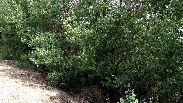 Euphrates poplars (Turan-trees) growing along a rural irrigation canal.