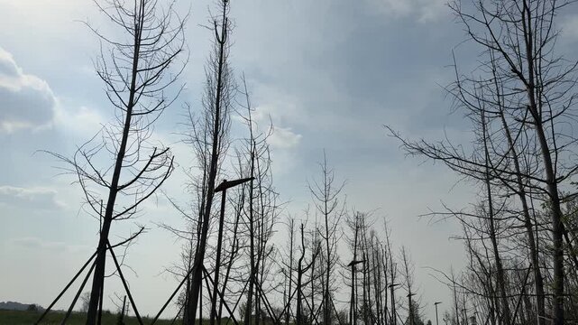 Low angle shot of tall leafless trees with supports reaching towards a grey cloudy sky in early spring or winter in China.