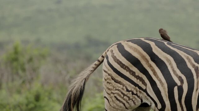 Red-billed oxpecker searching for parasites on zebra skin in African savanna, close-up wildlife interaction between bird and mammal, natural symbiosis behavior in wild safari ecosystem at golden light