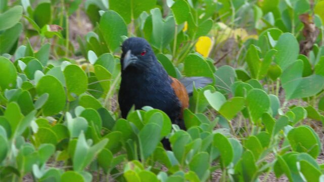A large coucal, known as the common spur-winged cuckoo, hunts for insects in the grass.