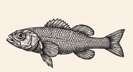 Fototapeta premium Red snapper hand drawing vintage engraving illustration isolated on white background