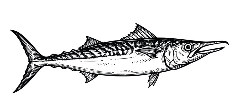 Fish sketch hand drawn engraved vector illustration on isolated background. Seafood, underwater life, food. Graphic engraving, design element for print, sign, paper, card, label