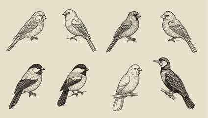 Naklejka premium Set birds, great tit, goldfinch, robin, bullfinch, realistic sketch, hand drawn vector