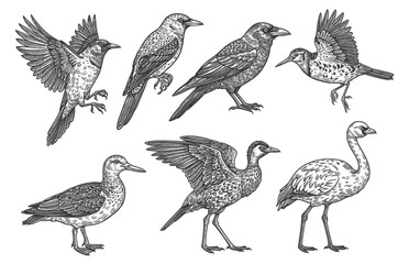 Obraz premium Vintage bird sketch set hand drawn vector