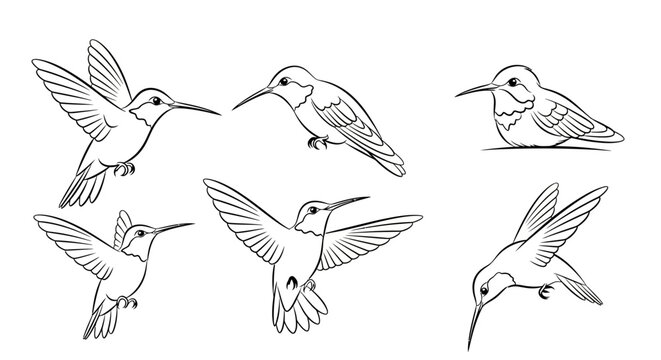 Hummingbird sketch collection in various flight poses for art
