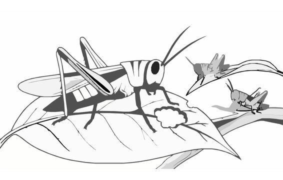 Black and white grasshopper insect vector illustration on a leaf for wildlife biology and educational nature designs
