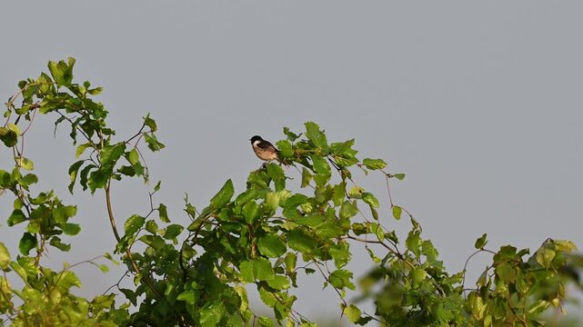 Schwarzkehlchen am fr&uuml;hlingsmorgen an eine Ast