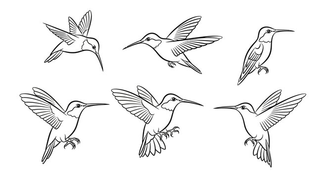 Hummingbird sketch collection in various flight poses for creative art