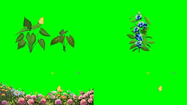 Fresh beautiful blooming flowers green leaves and people picking berries 2d animated cartoon on green screen chroma key background. high quality loop cycle vector illustration animation