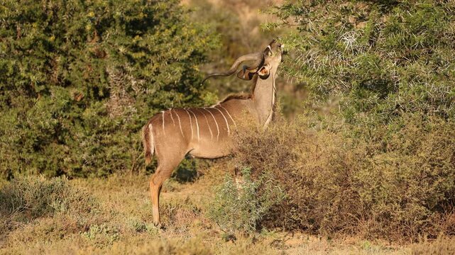 A male kudu antelope (Tragelaphus strepsiceros) feeding on a tree, Mountain Zebra National Park, South Africa