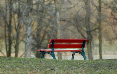 Obraz premium Park, bench and trees with nature, outdoor and scenery for peace, quiet or environment. Public, forest and empty seat for season, solitude and natural with garden for autumn, woods and growth