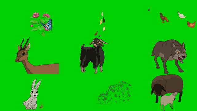 Butterfly, Flower, Bird, Deer, Goat, Wolf, Rabbit, Sheep, Lamb 2d animated cartoon character on green screen chroma key background. High quality illustration loop cycle vector animation compositing.