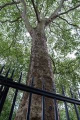 Fototapeta premium Large mature tree rises above a fenced urban green space with dense foliage. Natural environment contrasts with nearby city buildings and modern surroundings.