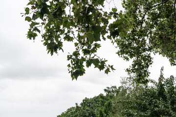 Fototapeta premium Large mature tree rises above a fenced urban green space with dense foliage. Natural environment contrasts with nearby city buildings and modern surroundings.