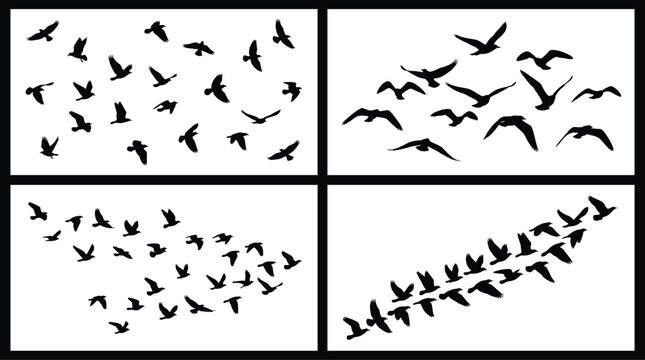 Flying Bird Silhouette Collection with Flock Formations and Wildlife Vector Illustration Design Set