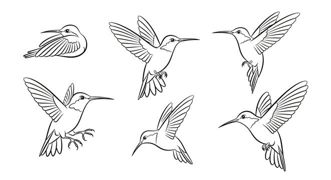Hummingbird Set in Various Flight Poses, Hand-Drawn Vector Illustration
