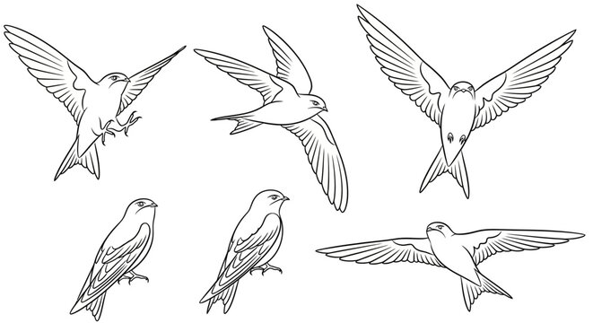 Set of hand-drawn swallows in flight and perching, vector illustrations