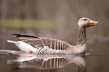 low level picture of a gray goose swimming in a pond © Marcel
