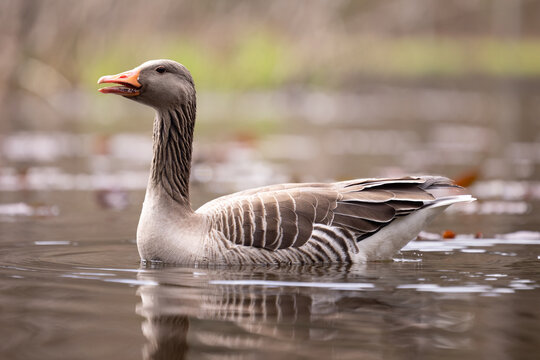 low level picture of a gray goose swimming in a pond