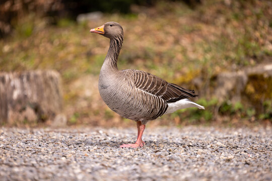 eye level picture of a gray goose on a gravel bank