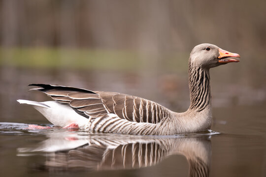 low level picture of a gray goose swimming in a pond
