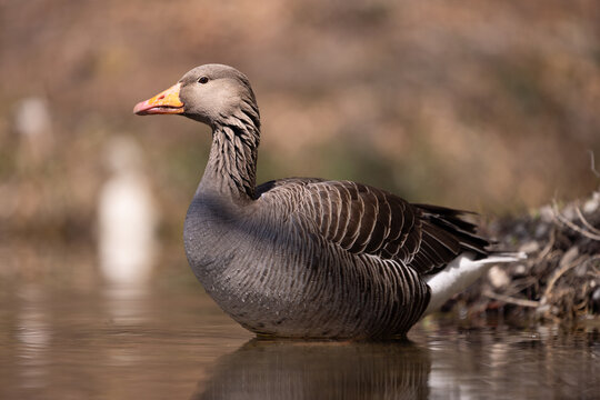 low level picture of a gray goose swimming in a pond
