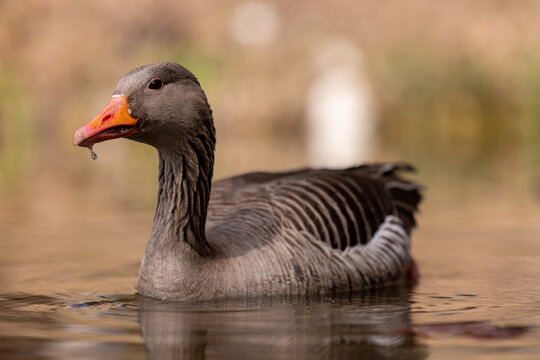 low level picture of a gray goose swimming in a pond