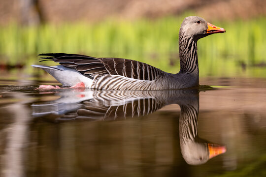 low level picture of a gray goose swimming in a pond