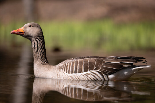 low level picture of a gray goose swimming in a pond