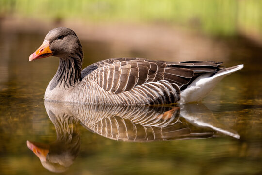 low level picture of a gray goose swimming in a pond