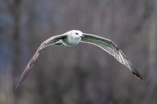 seagull flies at eye level
