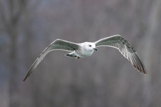 seagull flies at eye level