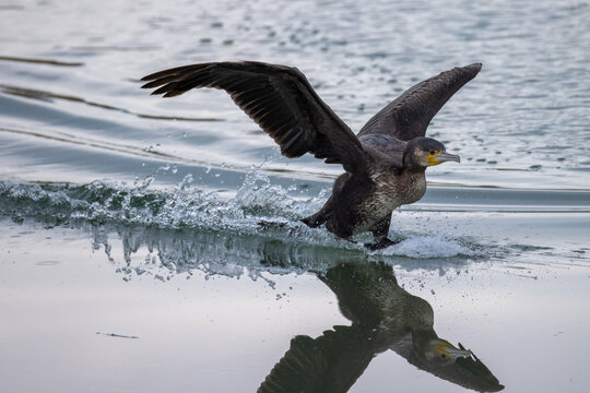 cormorant bird lands on water