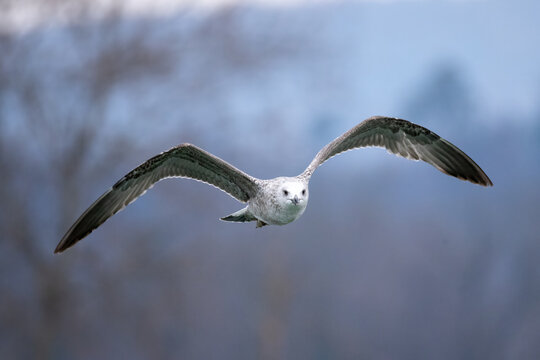 seagull flies at eye level