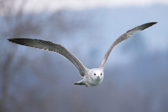seagull flies at eye level