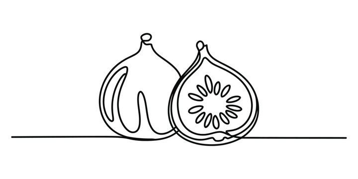 Continuous line drawing of fresh fig fruit