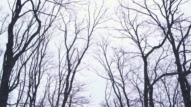 4K video of a lonely, dreary day in desolate nature, frozen forest full of trees with bare, leafless branches in the winter, during a dark, gray, gloomy day, with snow on the ground, frost and ice.