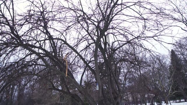 4K video of a lonely, dreary day in desolate nature, frozen forest full of trees with bare, leafless branches in the winter, during a dark, gray, gloomy day, with snow on the ground, frost and ice.
