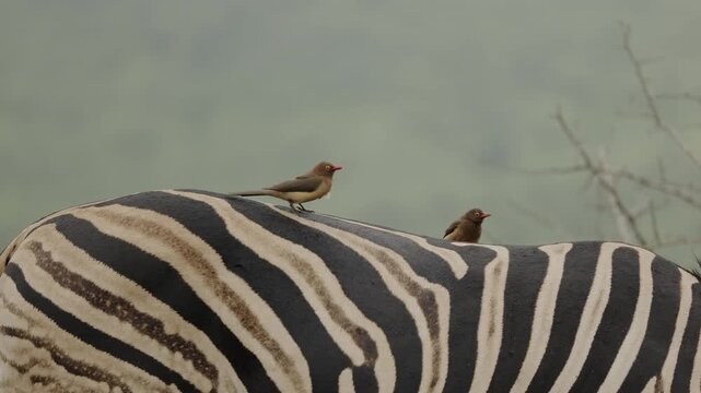 Red-billed oxpecker searching for parasites on zebra skin in African savanna, close-up wildlife interaction between bird and mammal, natural symbiosis behavior in wild safari ecosystem at golden light