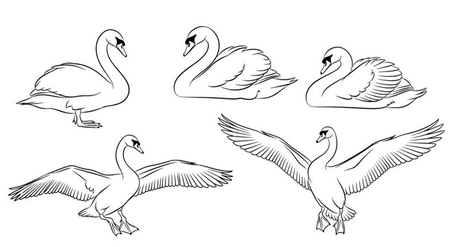 Set of sketch swans in different poses, elegant bird illustrations
